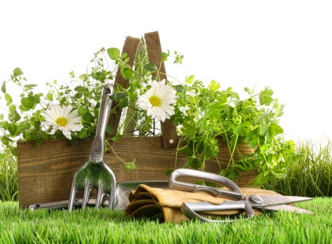 Professional landscaping details in a Belmont outdoor space