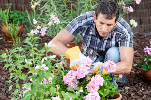 Professional hedge trimming improving a Belmont property